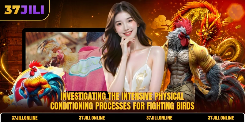 Investigating the intensive physical conditioning processes for fighting birds